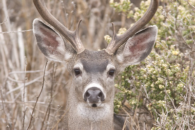 Coues Deer