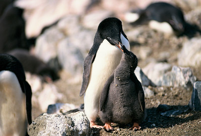 Adelie Penguin