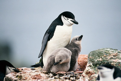 chinstrap penguin