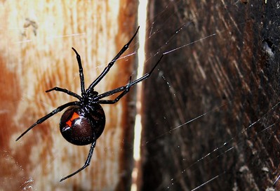 Black widow spiders.