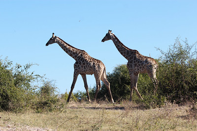 Southern Giraffe