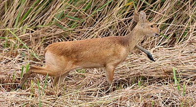 Chinese Water Deers