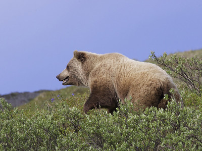 Mainland Grizzly bear