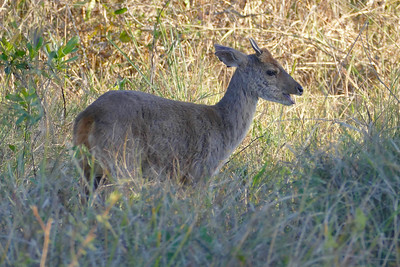 Brocket Deer