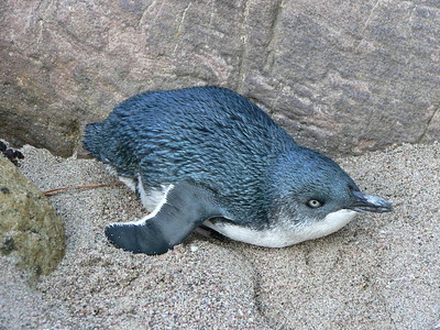 Little Blue Penguin