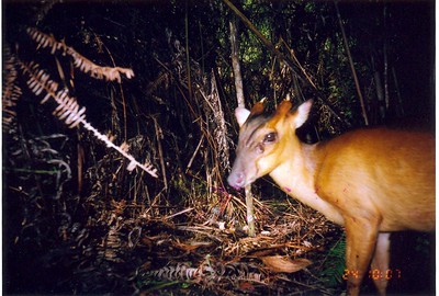 Bornean Yellow Muntjac