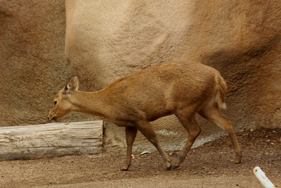 Calamian Deer