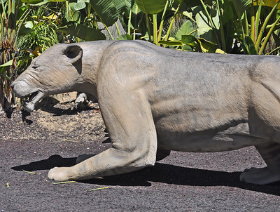 Do you know the types of lions that live in the world? All facts about lions.