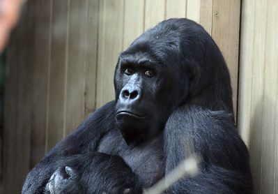 Eastern Lowland Gorilla