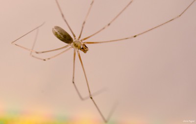 Long-bodied Cellar spiders 