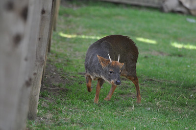 Southern Pudu