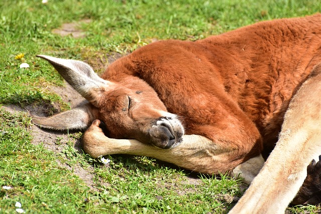 The most 4 rarest kangaroos in the world.