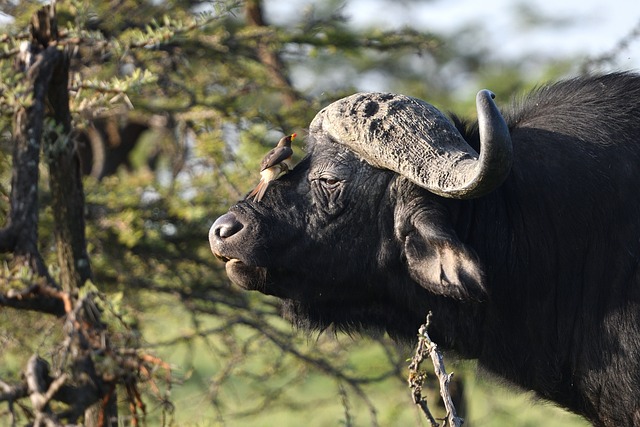 Are African buffalo dangerous? Here are all the facts about African buffaloes.