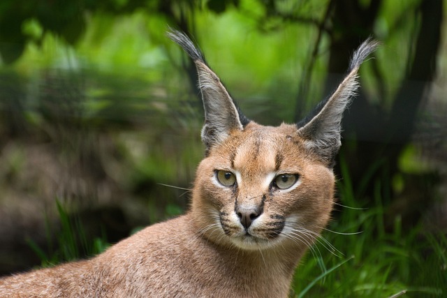 Top 8 Incredible Caracal Fun Facts.