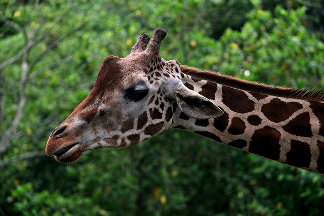 northern giraffe