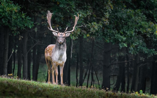 fallow deer