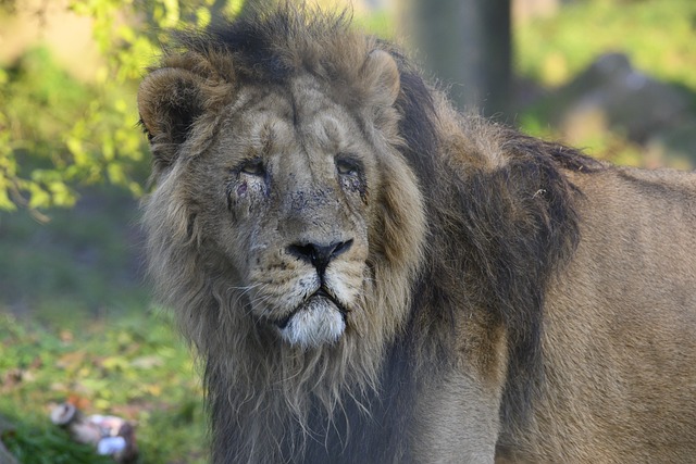 Do you know the types of lions that live in the world? All facts about lions.