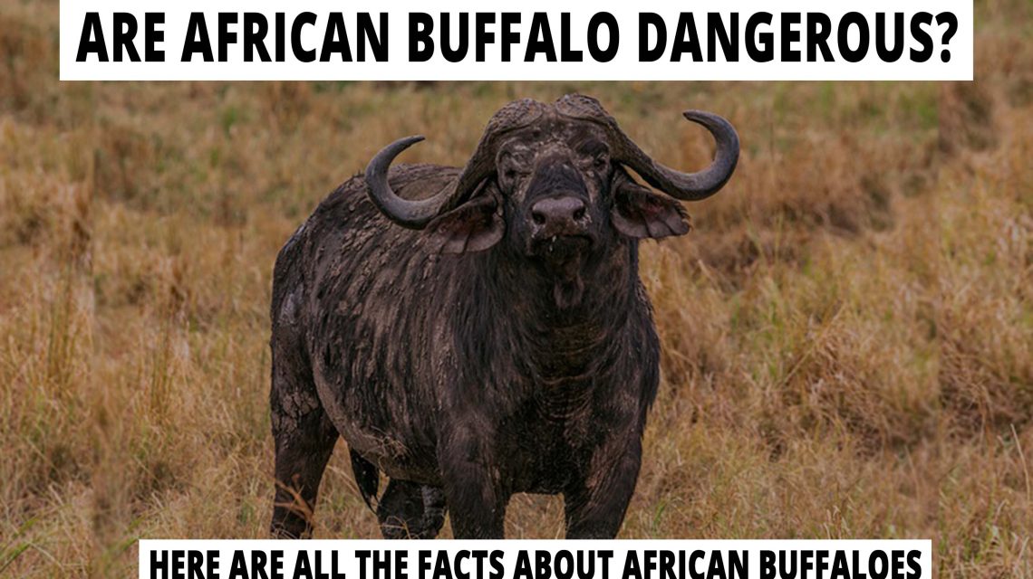 Are African buffalo dangerous? Here are all the facts about African buffaloes.