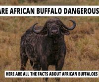 Are African buffalo dangerous? Here are all the facts about African buffaloes.