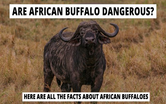 Are African buffalo dangerous? Here are all the facts about African buffaloes.