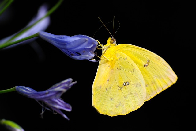 Top Secrets Of Butterfly.