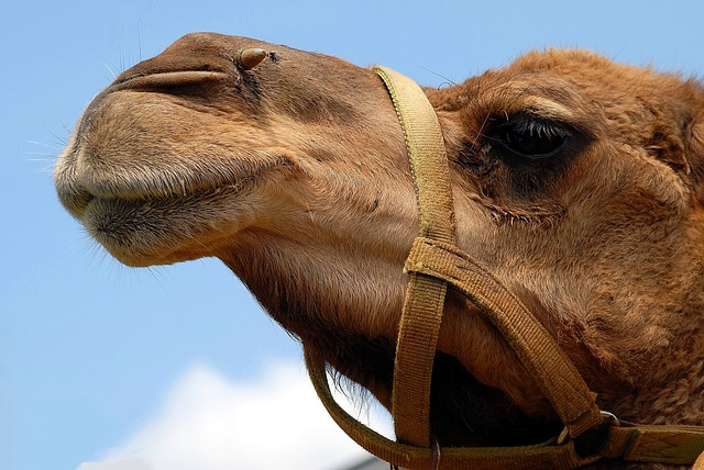 Things you don’t know about camels.