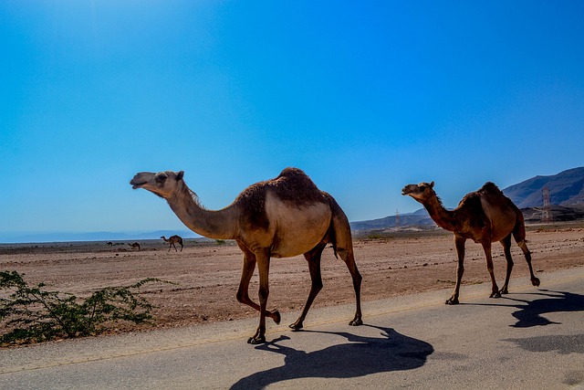 Things you don’t know about camels.