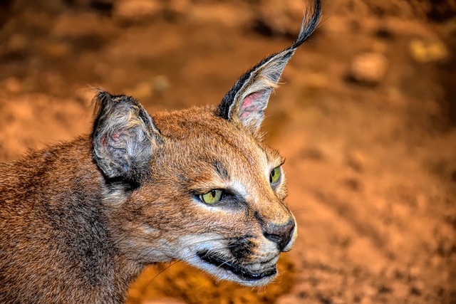 Top 8 Incredible Caracal Fun Facts.