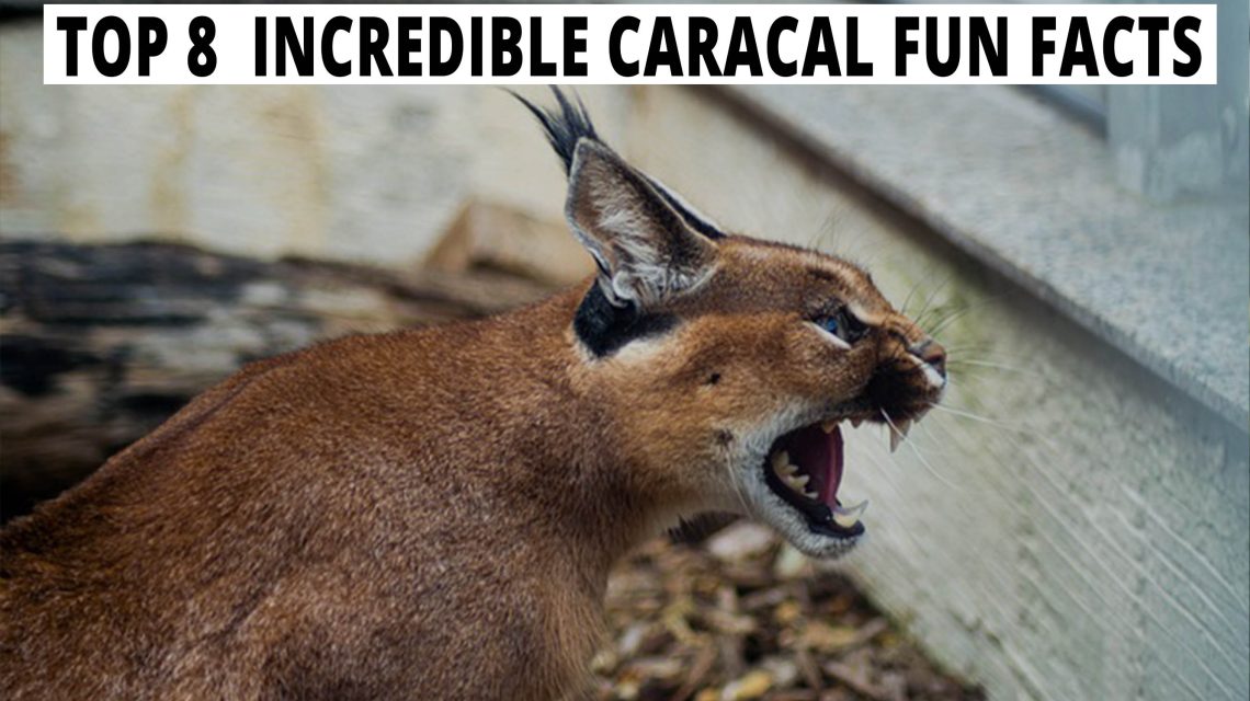 Top 8 Incredible Caracal Fun Facts.