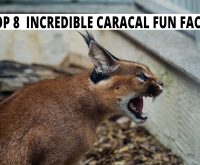 Top 8 Incredible Caracal Fun Facts.