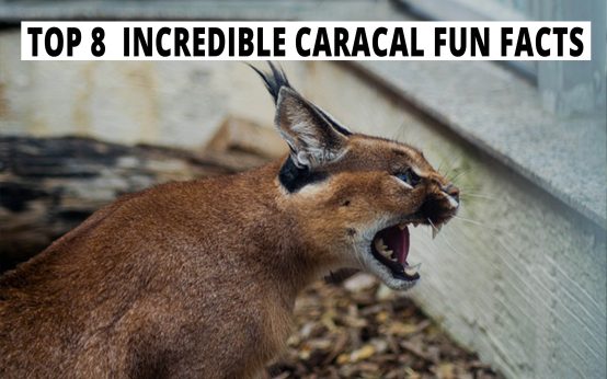 Top 8 Incredible Caracal Fun Facts.