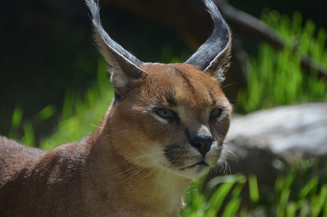 Top 8 Incredible Caracal Fun Facts.