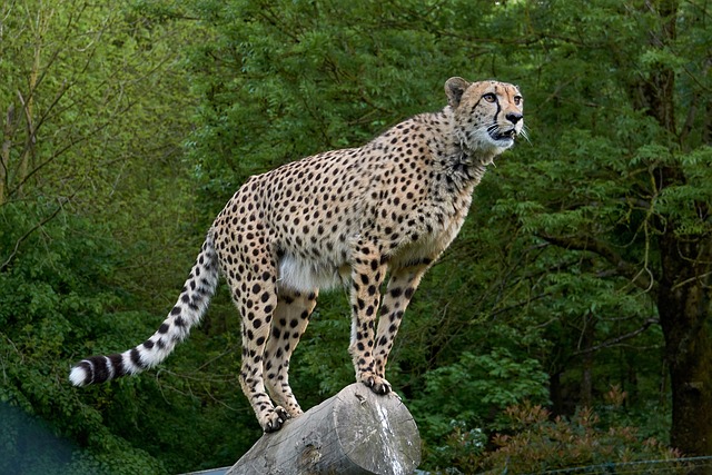 The fastest top 10 animals in the world.