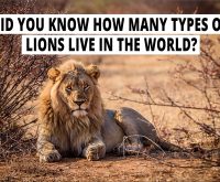 Did you know how many types of lions live in the world? All facts about lions.