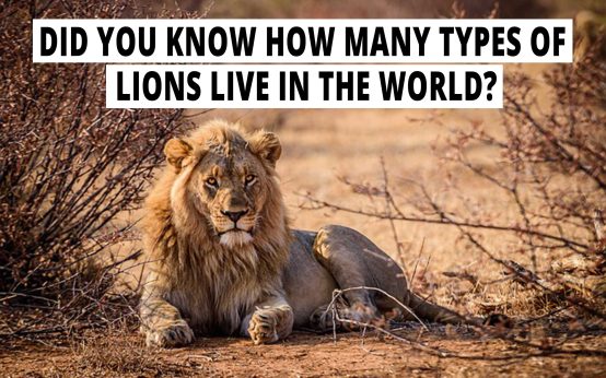 Did you know how many types of lions live in the world? All facts about lions.