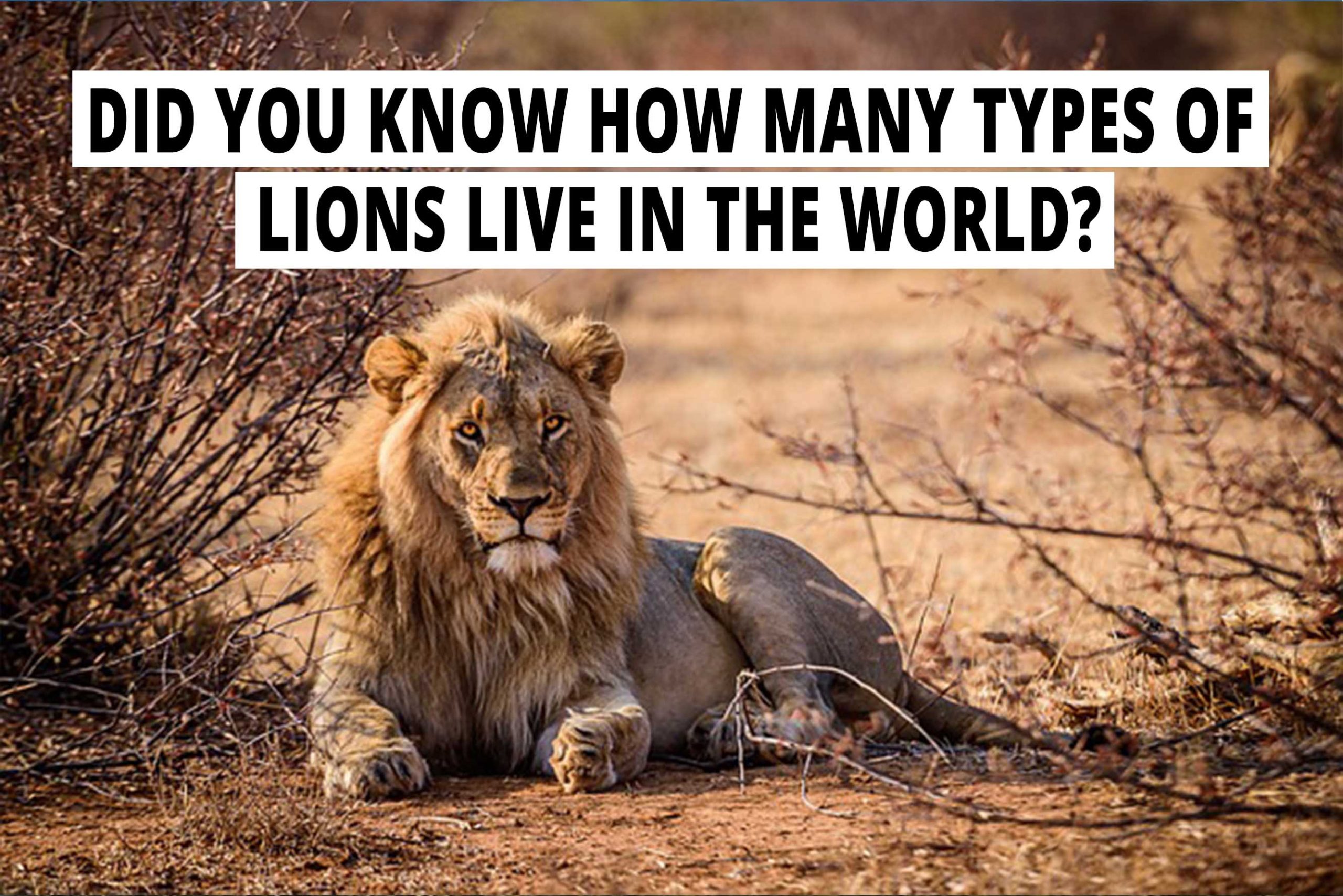 Did you know how many types of lions live in the world? All facts about lions.