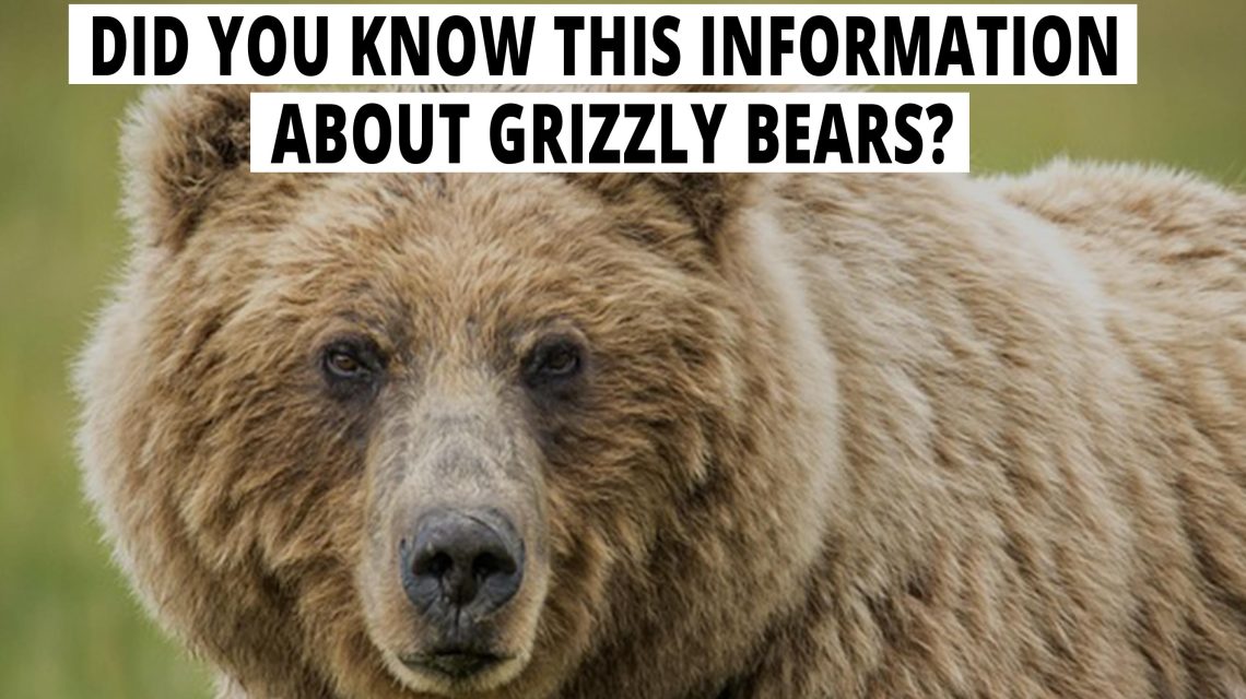Did You Know This Information About Grizzly Bears?