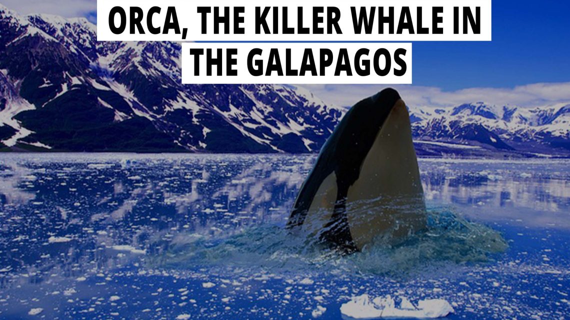 Orca, the killer whale in the Galapagos.