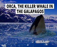 Orca, the killer whale in the Galapagos.