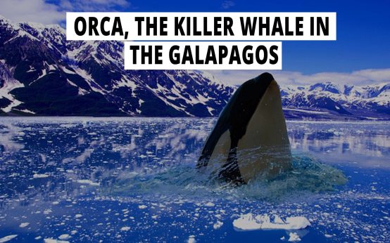 Orca, the killer whale in the Galapagos.