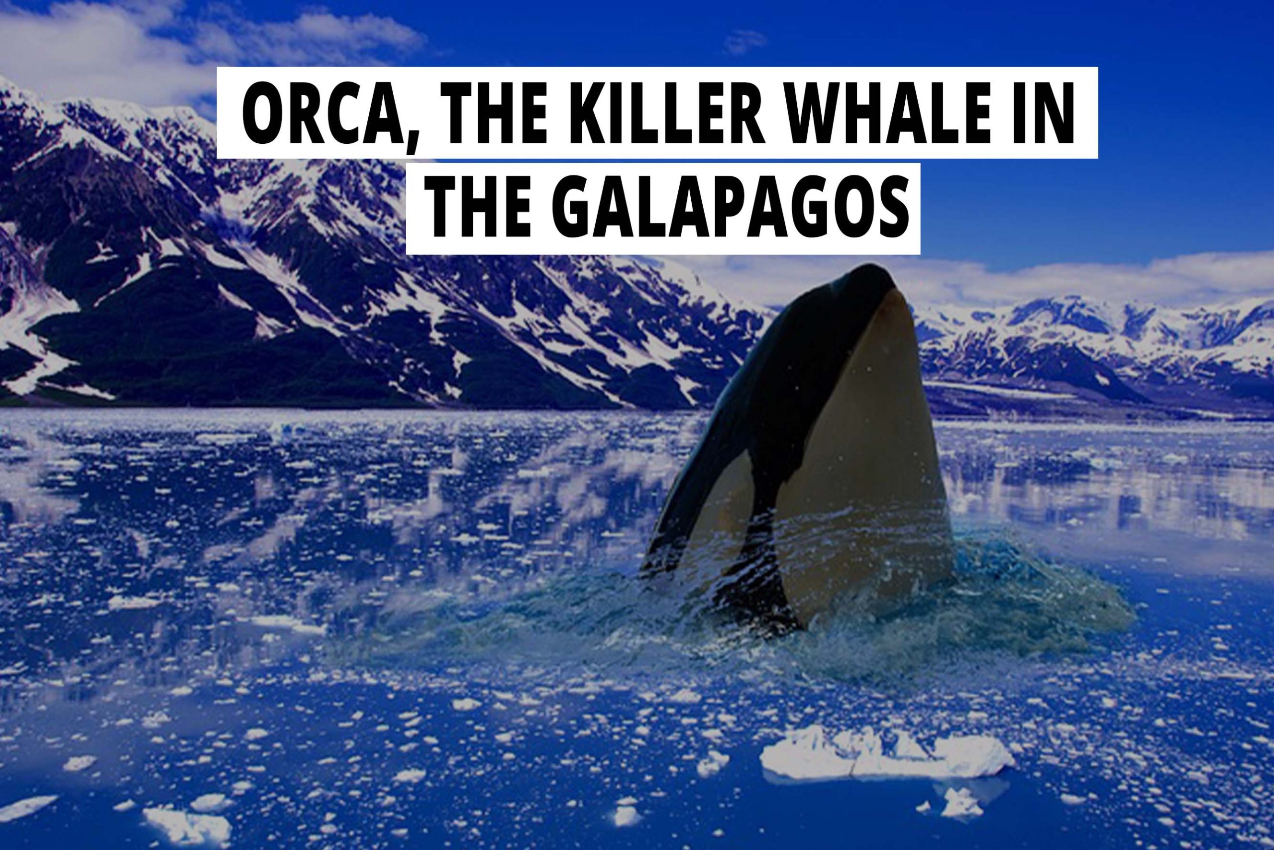 Orca, the killer whale in the Galapagos. Animal Zoid