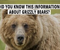 Did You Know This Information About Grizzly Bears?