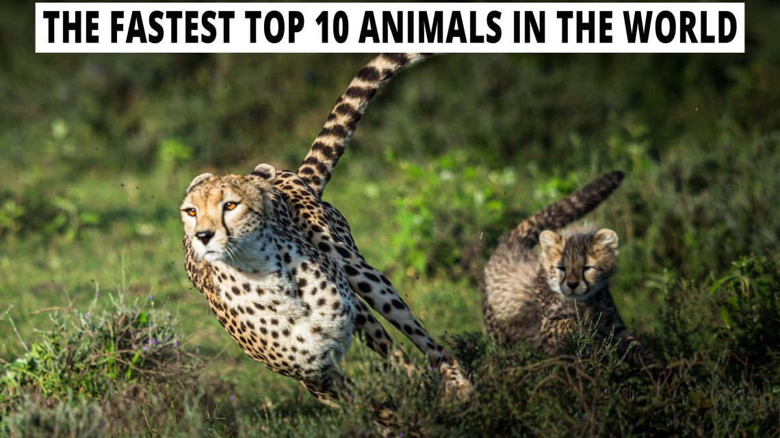 The fastest top 10 animals in the world