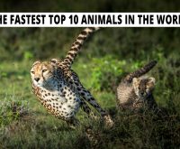 The fastest top 10 animals in the world