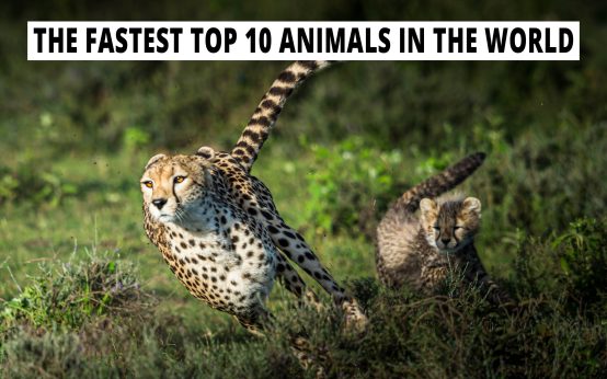 The fastest top 10 animals in the world