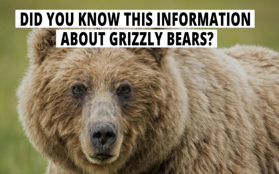 Did You Know This Information About Grizzly Bears?