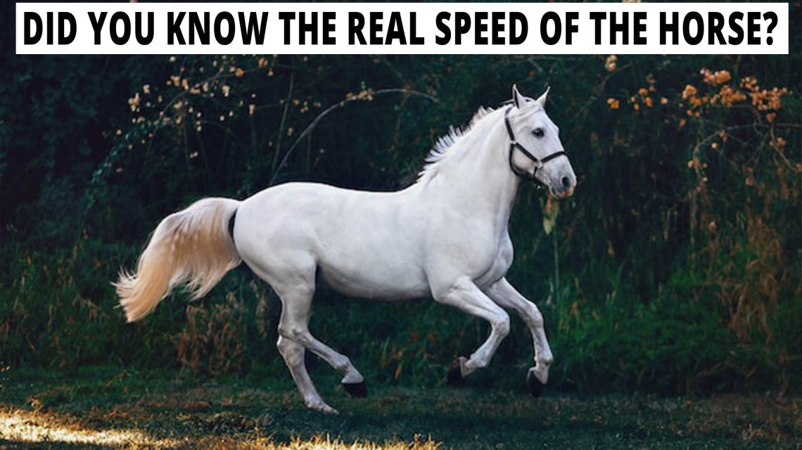Did you know the real speed of the horse?
