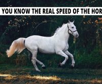 Did you know the real speed of the horse?