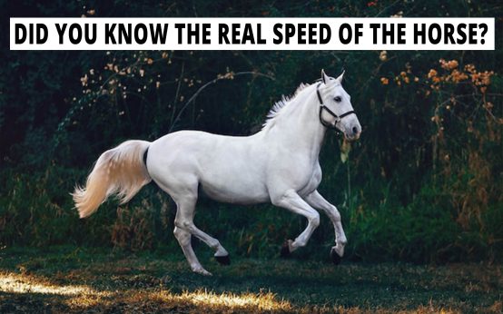 Did you know the real speed of the horse?