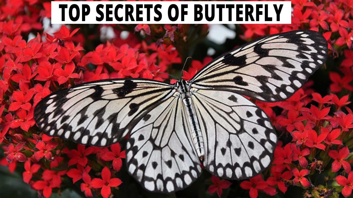 Top Secrets Of Butterfly.